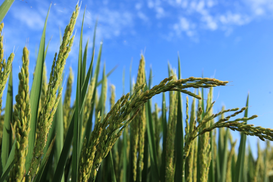 Nichino America signs herbicide agreement with Kyoyu Agri